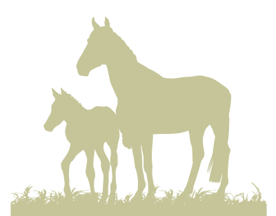 austin-texas-horse-equine-substance-abuse-programs-at-inpatient-rehabilitation-center