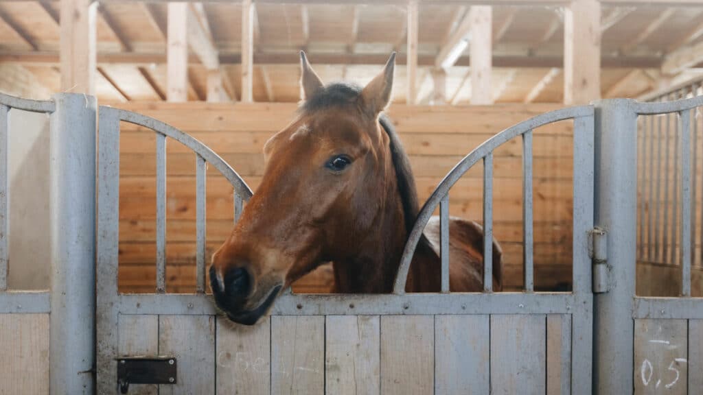 equine-therapy-substance-abuse-treatment-facility-austin-texas