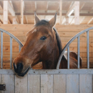 equestiran-therapy-substance-abuse-programs-plum-creek-recovery-ranch sunstance-abuse-treatment-facility-plum-creek-recovery-ranch-austin-texas